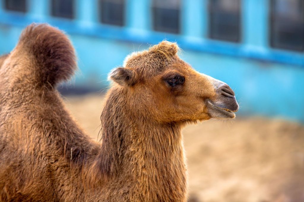 chameau de la ferme exotique