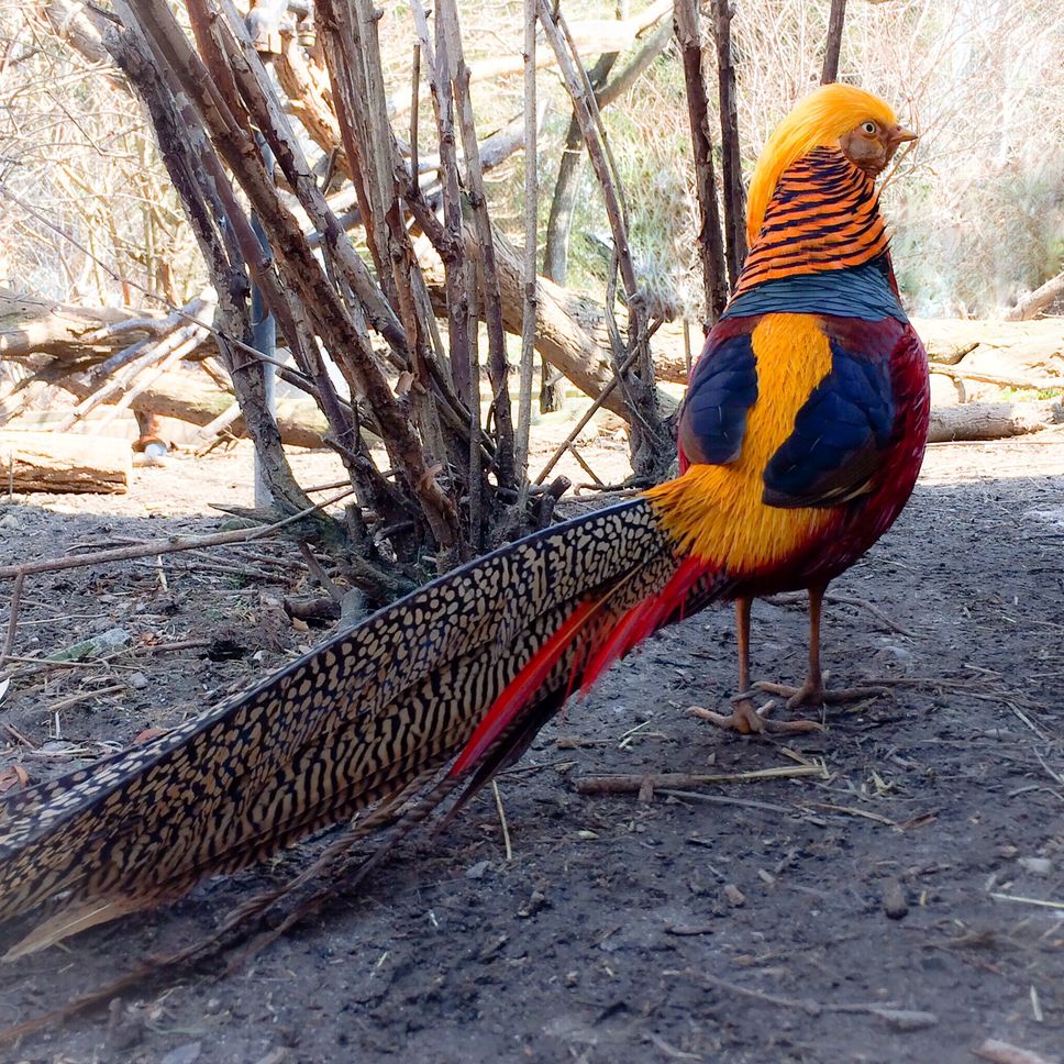 Faisan doré de la ferme exotique