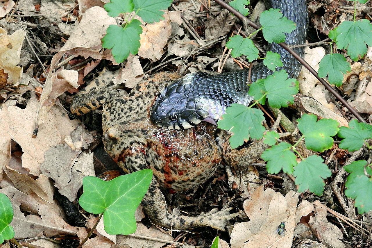 victimes d'abus sexuels : soutien, ressources et informations pour accompagner les survivants vers la guérison et la justice.