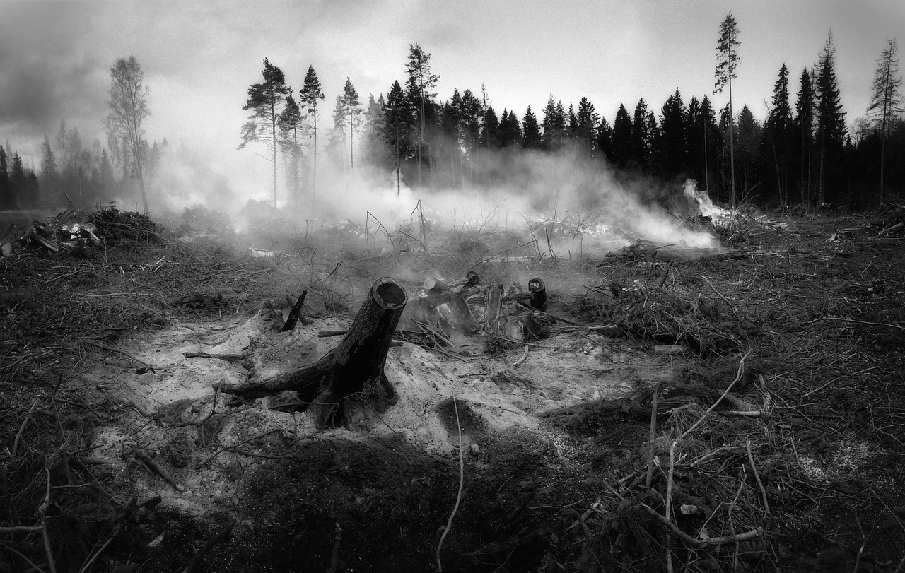 découvrez tout ce qu'il faut savoir sur les feux de forêt : causes, conséquences, prévention et mesures de sécurité pour protéger les espaces naturels et les populations.