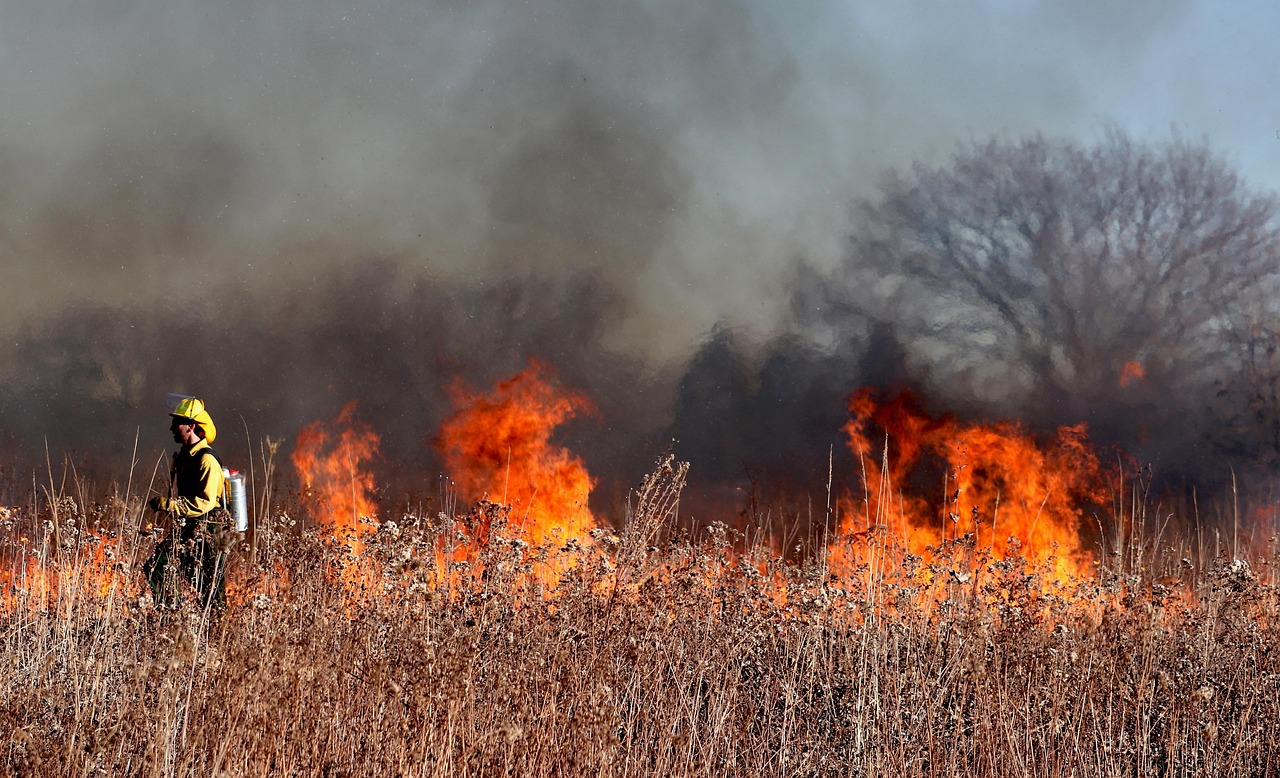 découvrez tout sur les feux de forêt : causes, impacts environnementaux et mesures de prévention pour protéger nos écosystèmes.