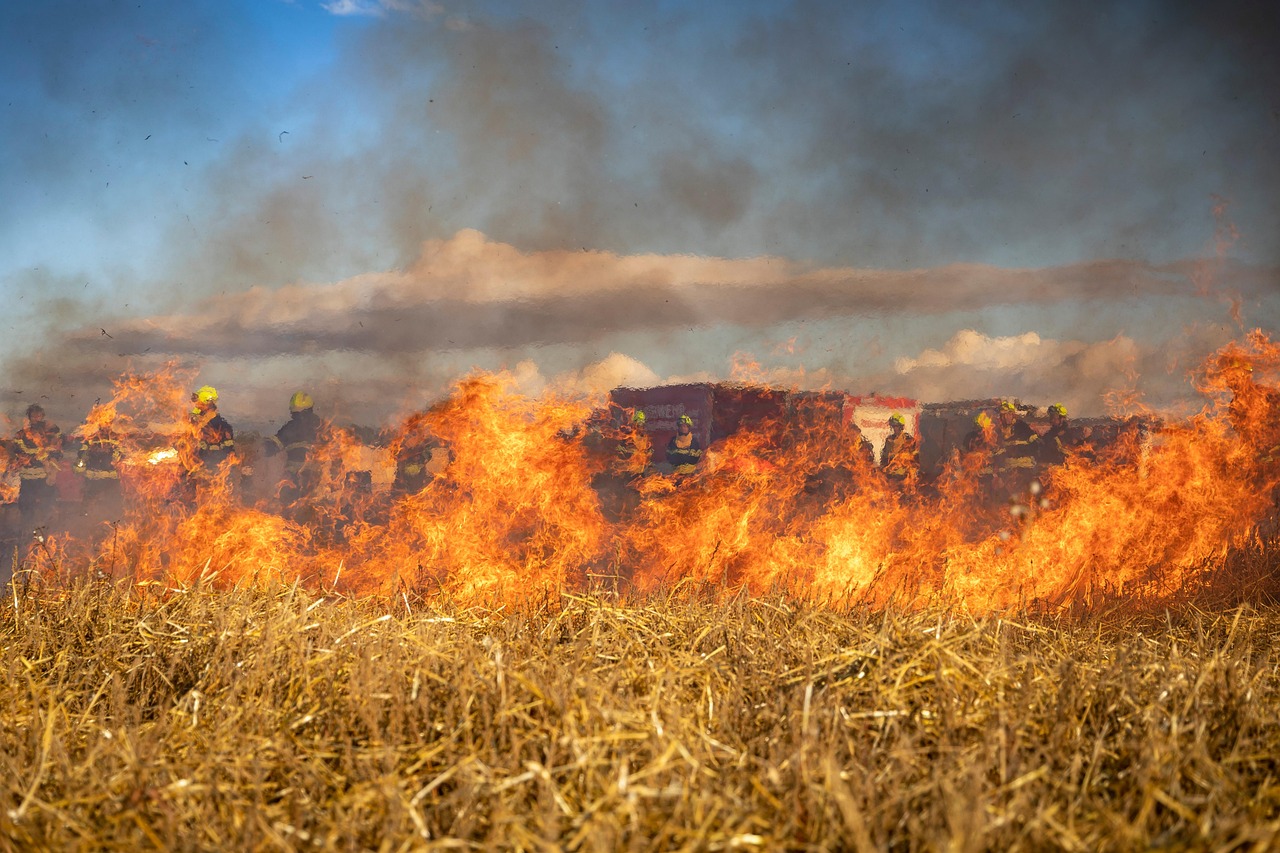 informations et actualités sur les feux de forêt : causes, impacts, mesures de prévention et actions de lutte contre les incendies sauvages.